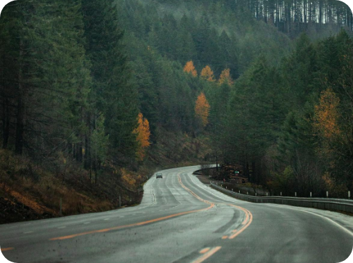An open road in the forest